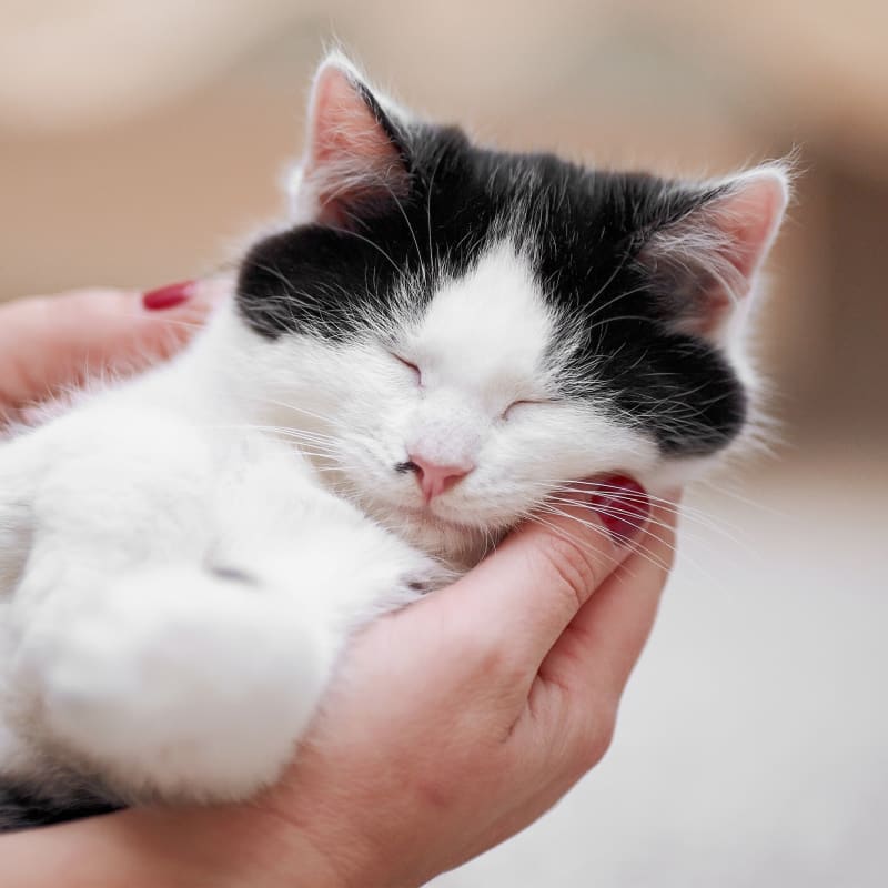 Cat Vaccines in Southborough